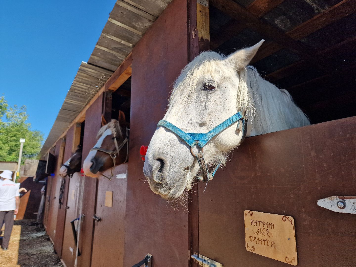 балашиха, конюшня пелагея в балашихе,фонд защита балашиха,