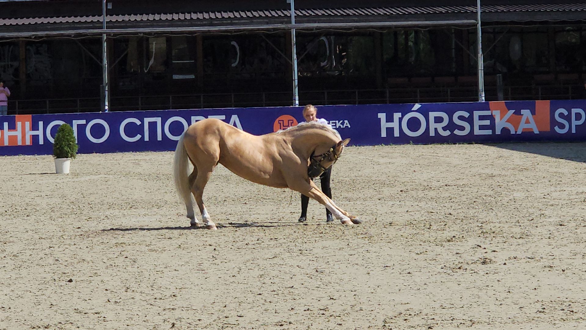 конный фестиваль, иваново поле, конный спорт, село ивановское, городской округ черноголовка,