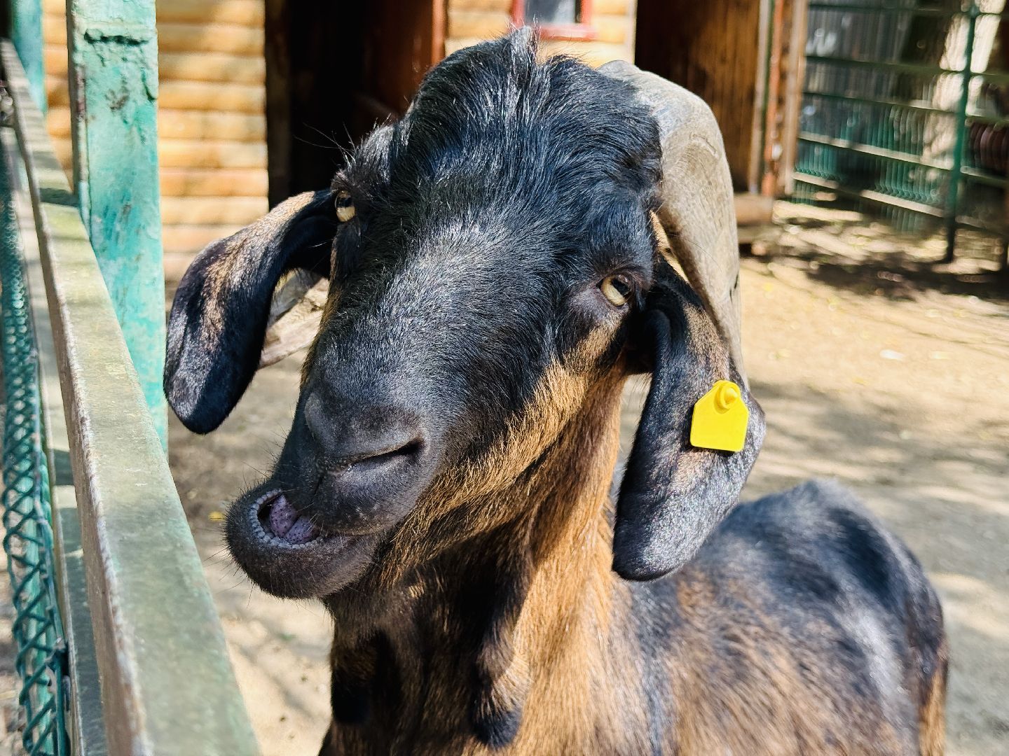 раменское, туризм, гжель, гжельский зоопарк, контактный зоопарк,