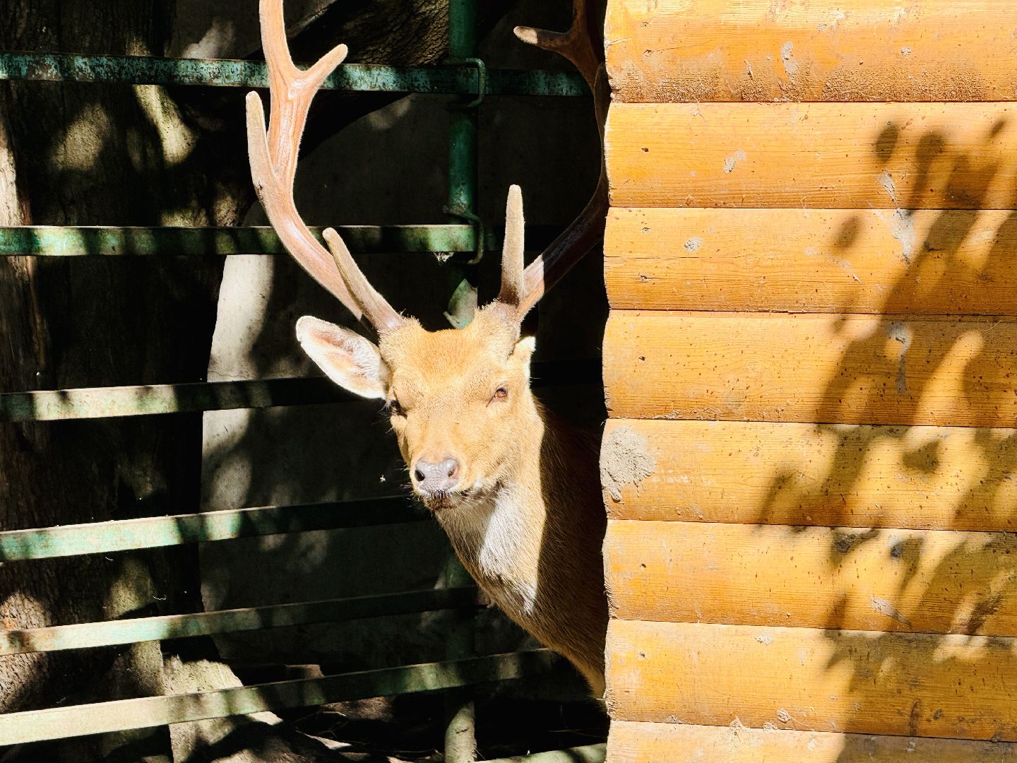 раменское, туризм, гжель, гжельский зоопарк, контактный зоопарк,
