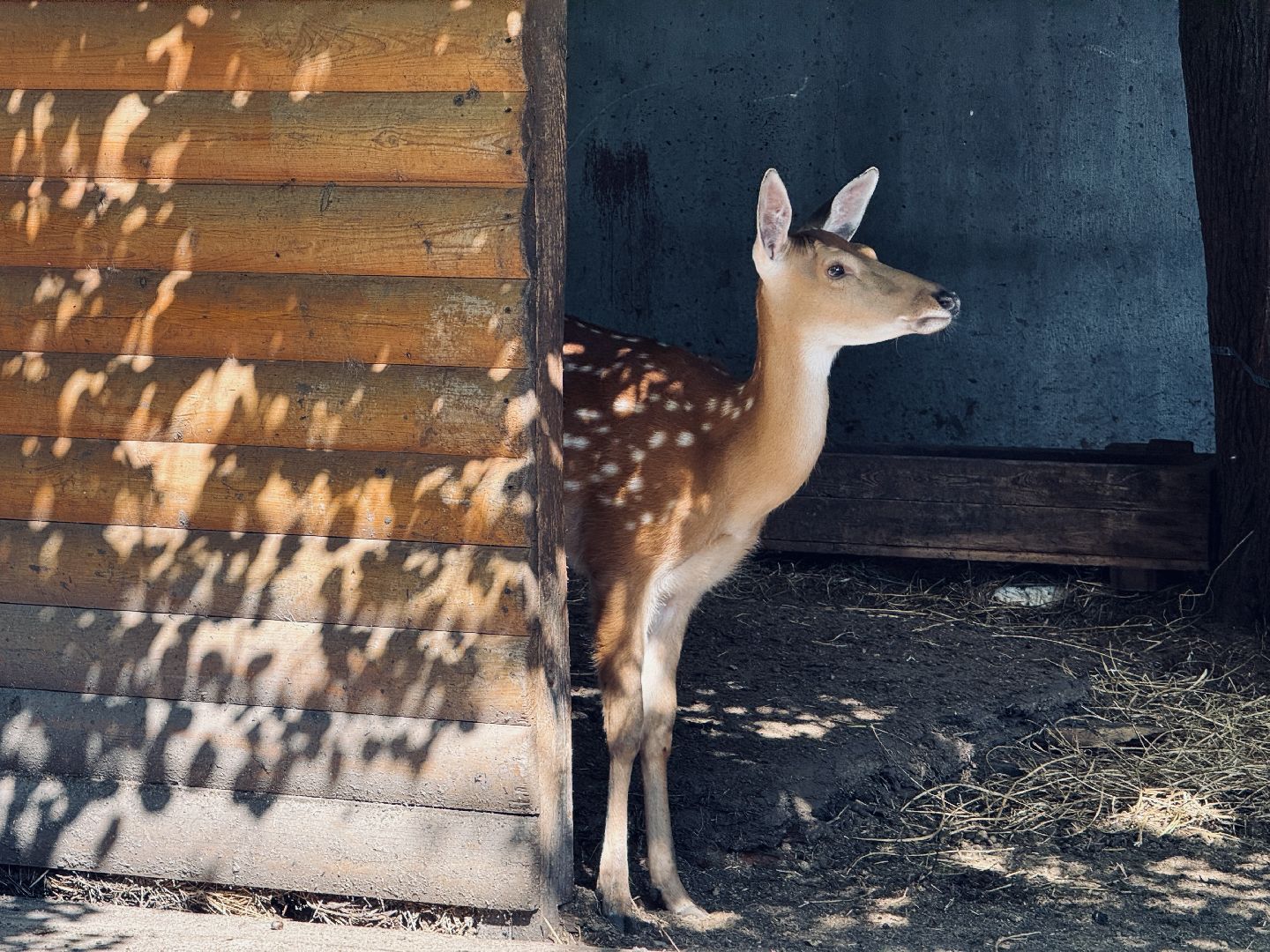 раменское, туризм, гжель, гжельский зоопарк, контактный зоопарк,