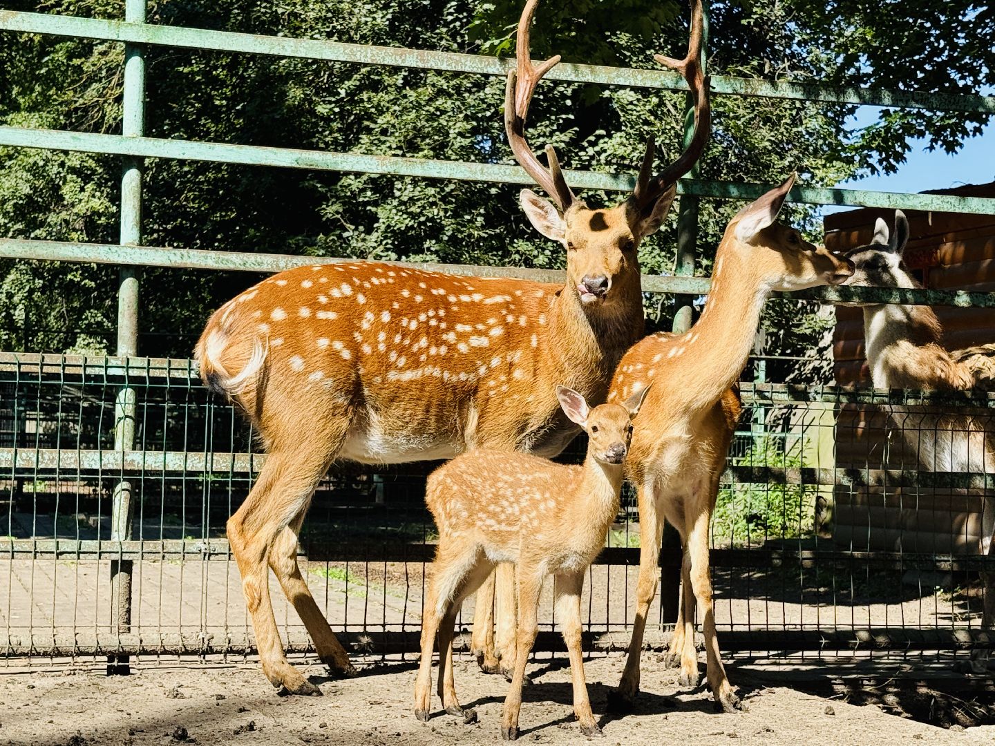 раменское, туризм, гжель, гжельский зоопарк, контактный зоопарк,