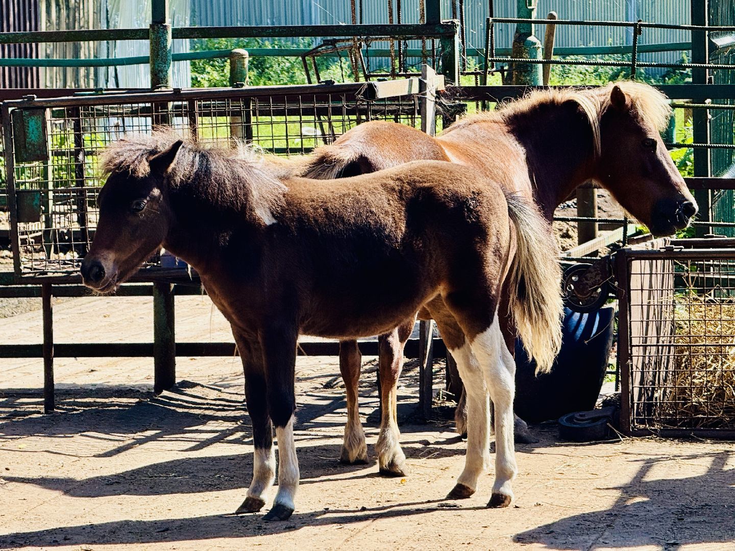 раменское, туризм, гжель, гжельский зоопарк, контактный зоопарк,