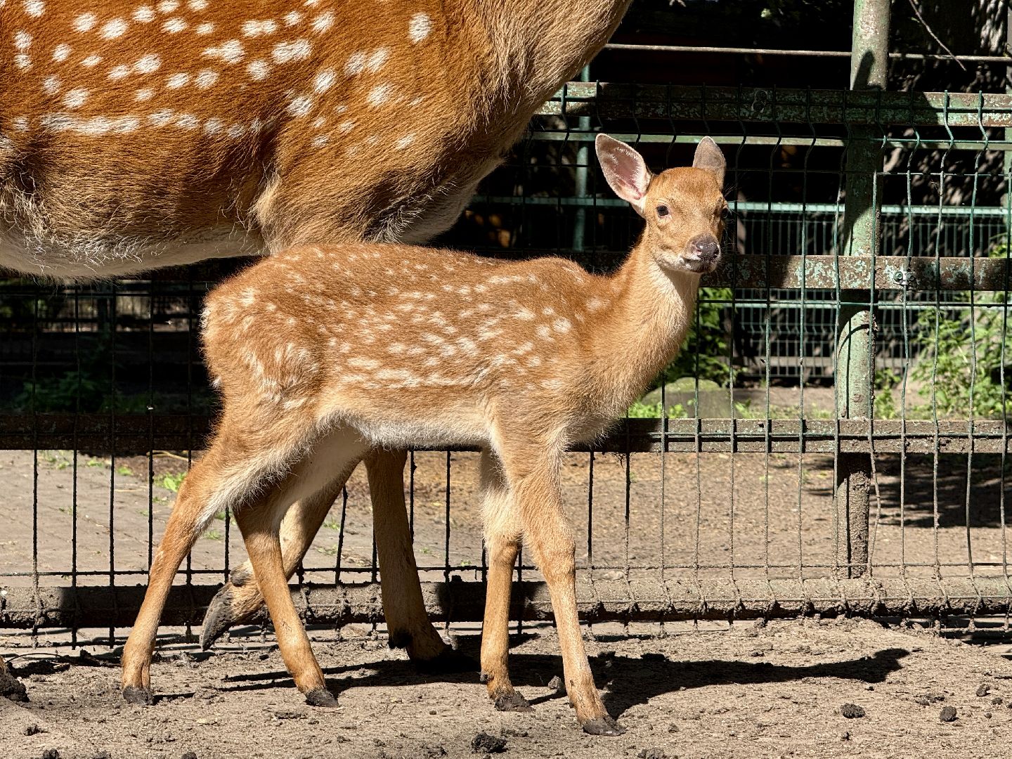 раменское, туризм, гжель, гжельский зоопарк, контактный зоопарк,
