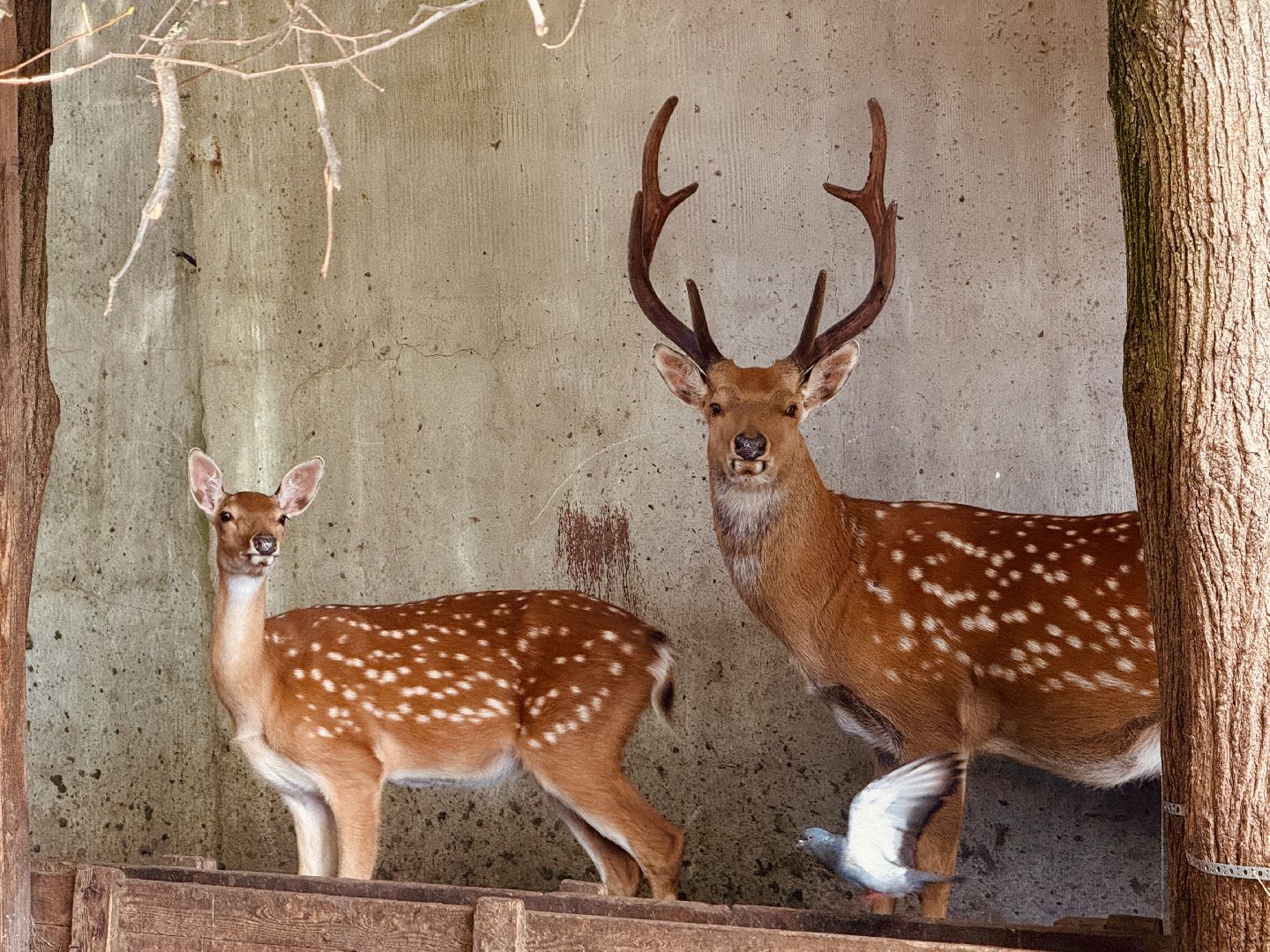 раменское, туризм, гжель, гжельский зоопарк, контактный зоопарк,