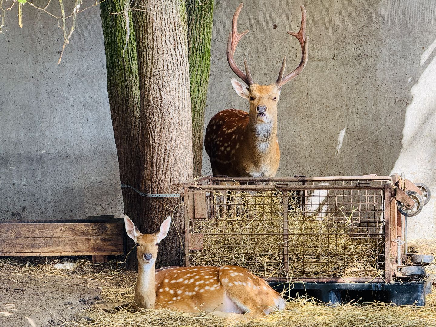 раменское, туризм, гжель, гжельский зоопарк, контактный зоопарк,