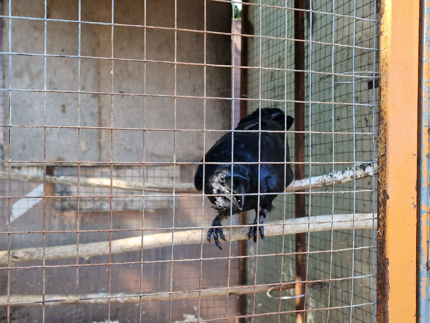 конно-спортивный клуб пелагея в балашихе, балашиха,