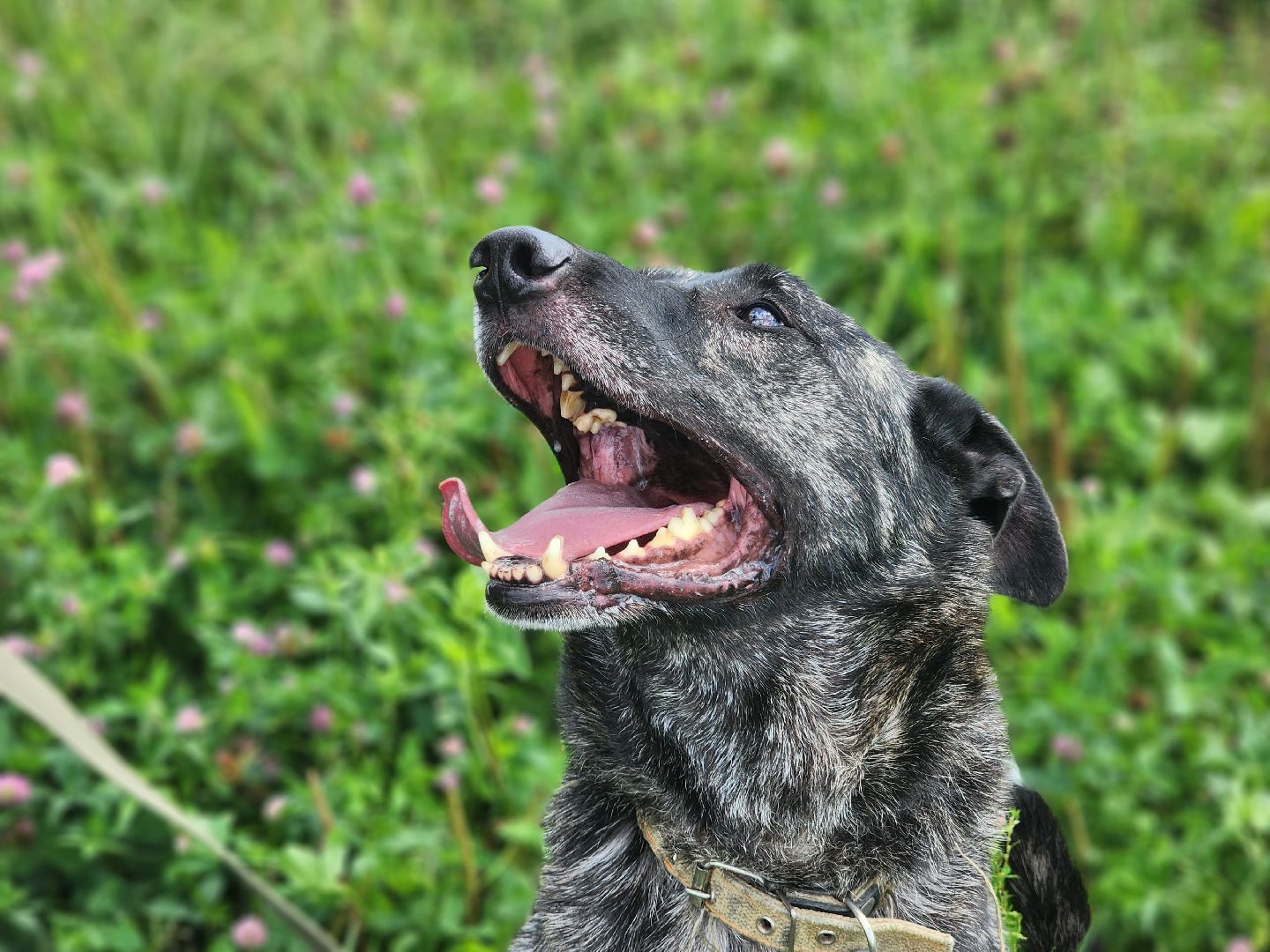 королёв, всем по собаке , зоо дом, приют для собак в королеве, волонтеры,