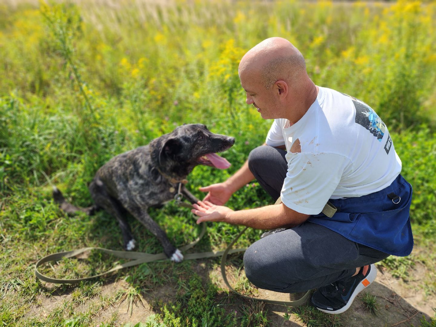 королёв, всем по собаке , зоо дом, приют для собак в королеве, волонтеры,