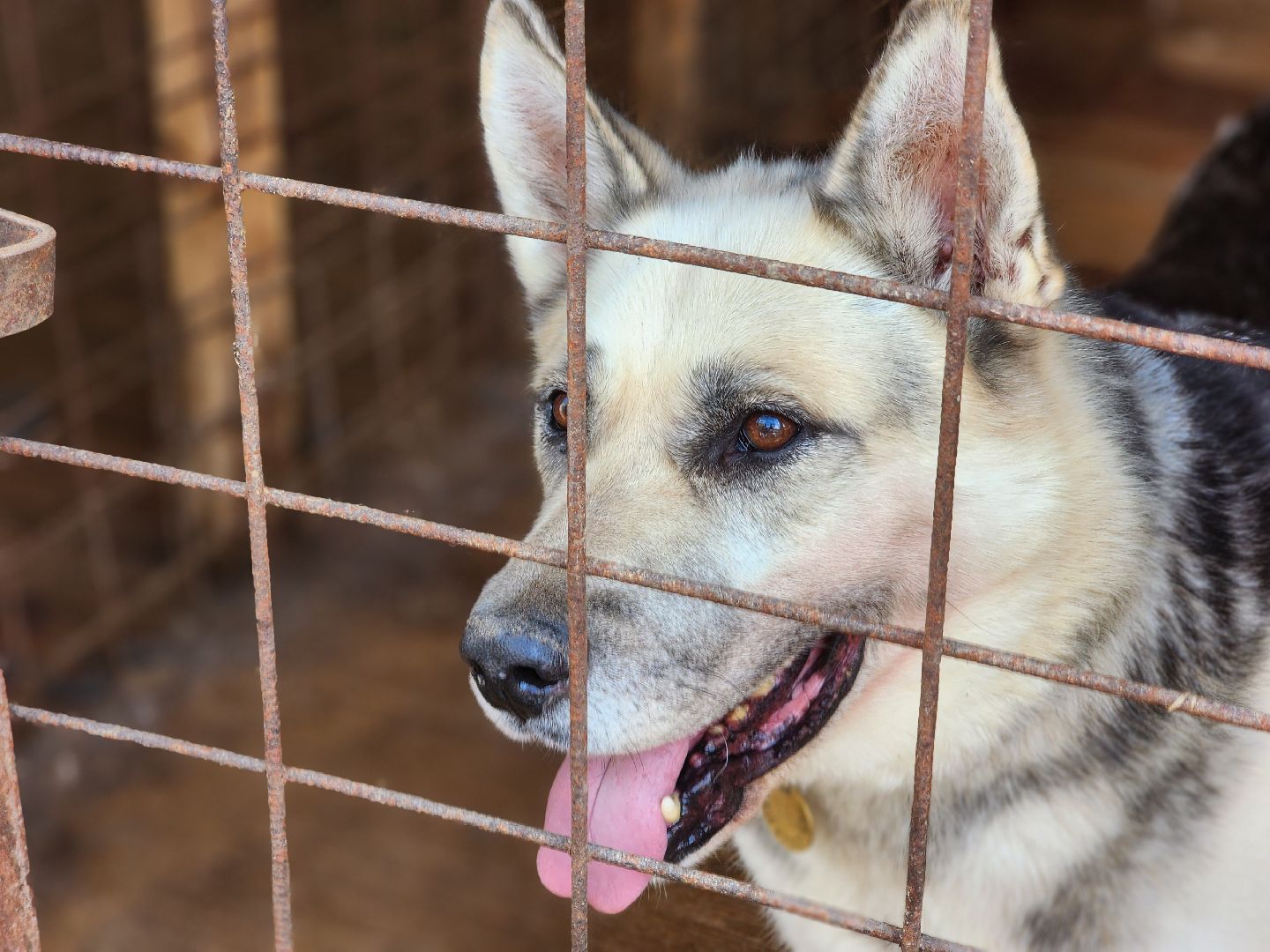 королёв, всем по собаке , зоо дом, приют для собак в королеве, волонтеры,