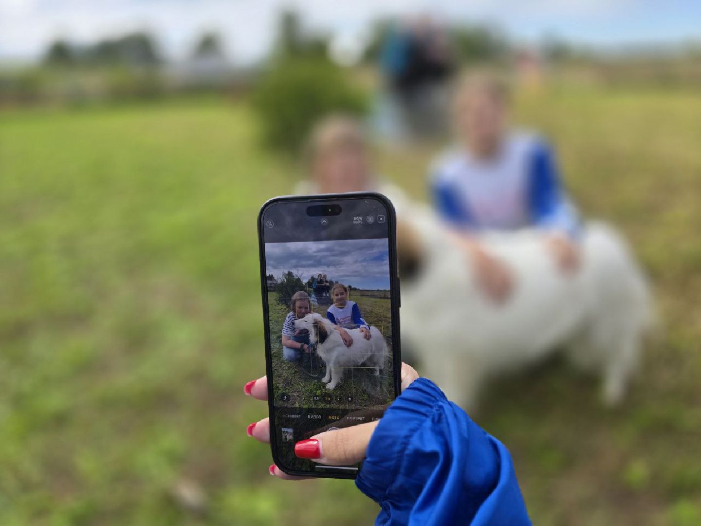 можайск, можайский муниципальный округ, подмосковье, приют бездомных животных, день рождения,  15 лет, юбилей, собаки,