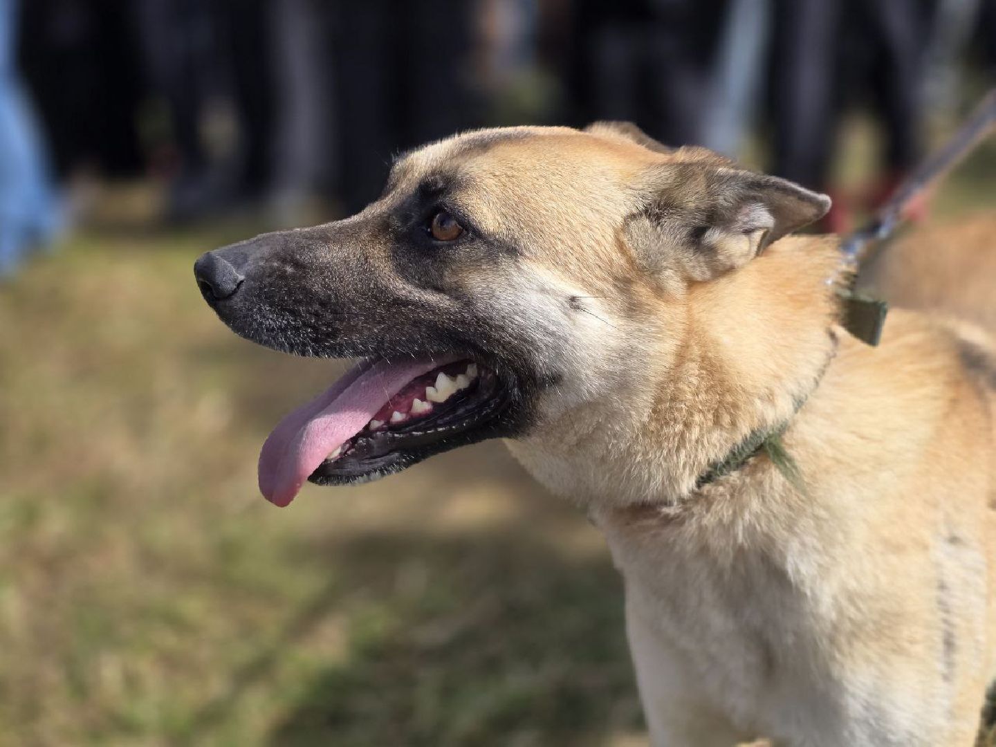 можайск, можайский муниципальный округ, подмосковье, приют бездомных животных, день рождения,  15 лет, юбилей, собаки,
