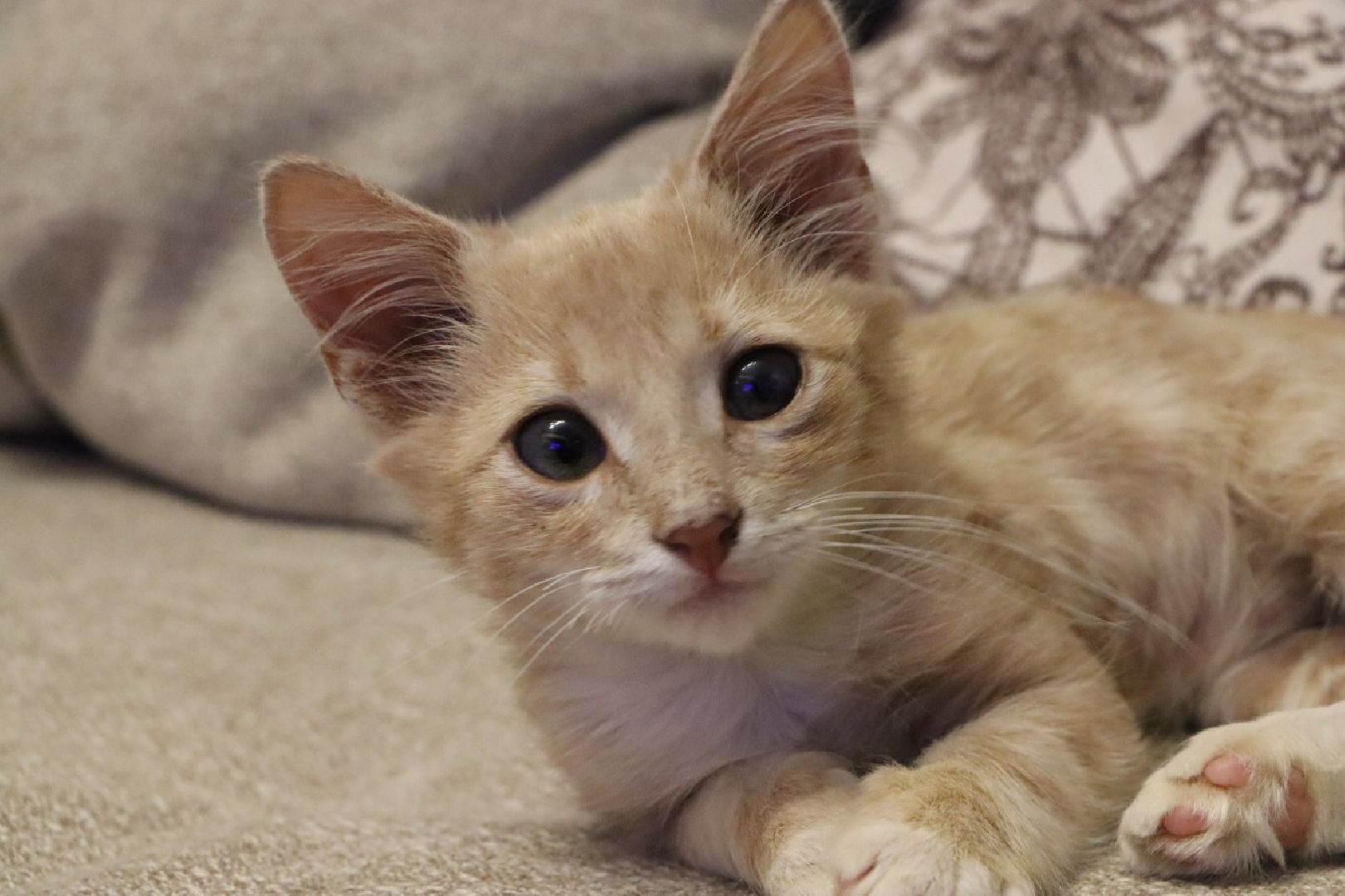 серебряные пруды, спасение бездомных животных,