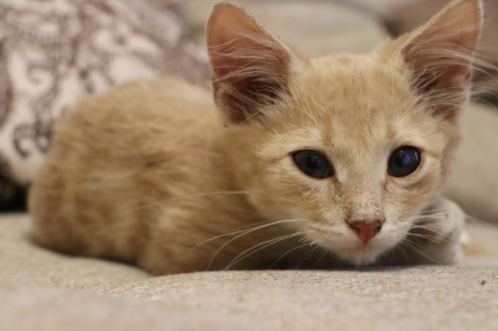 серебряные пруды, спасение бездомных животных,