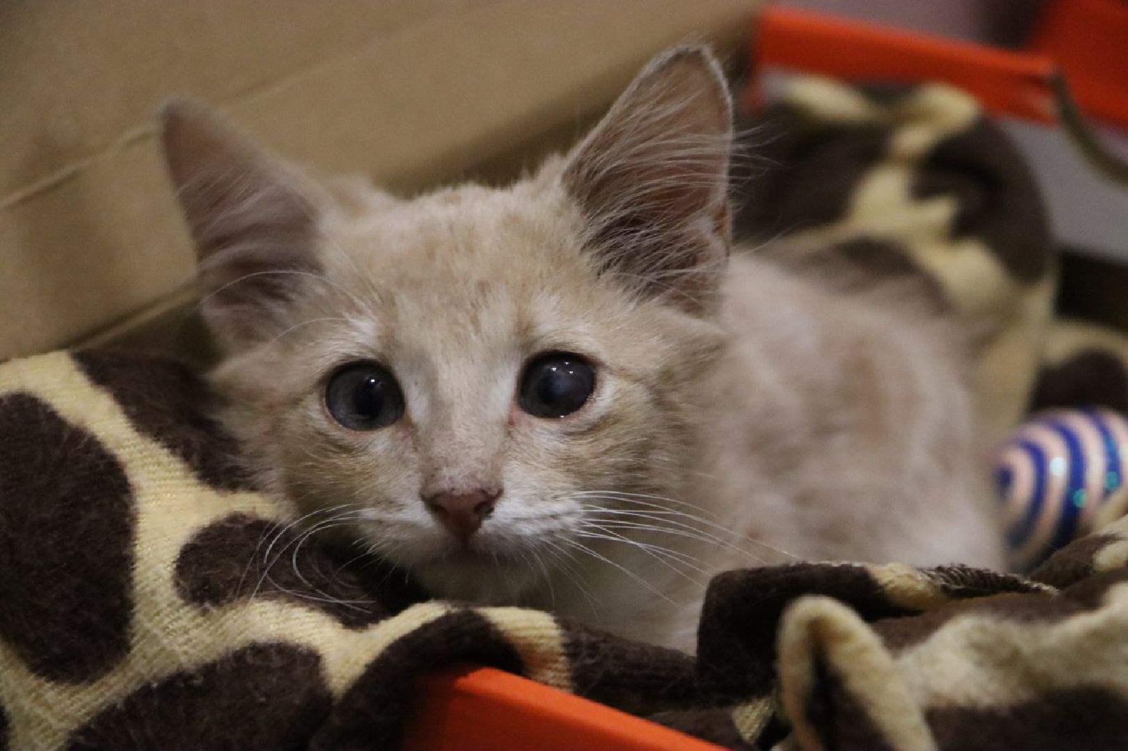 серебряные пруды, спасение бездомных животных,