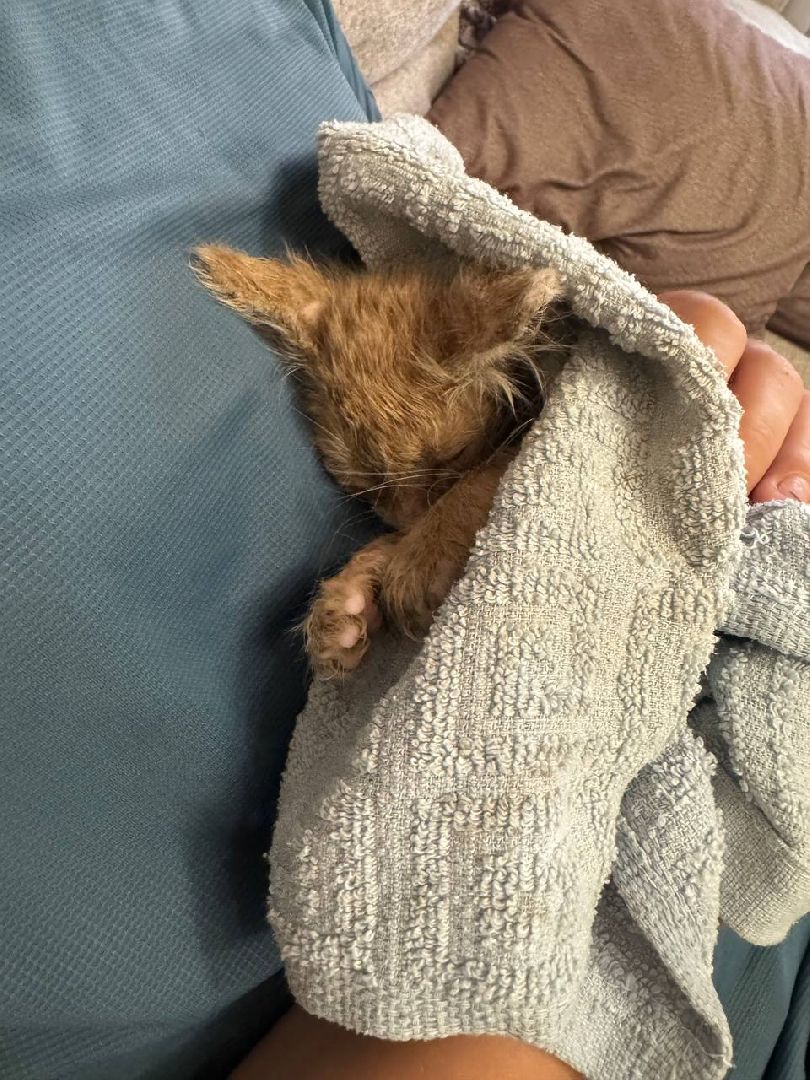 серебряные пруды, спасение бездомных животных,