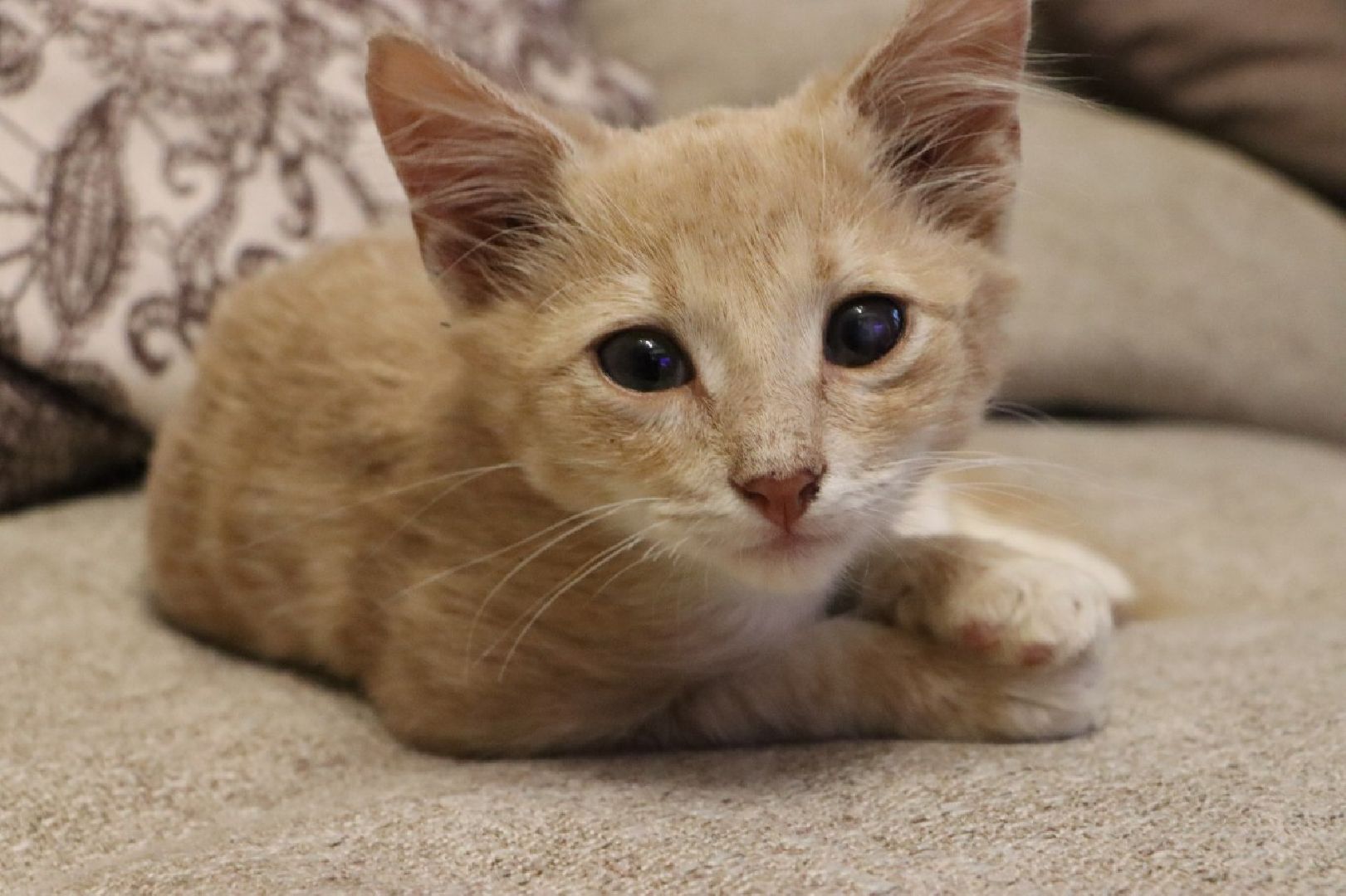 серебряные пруды, спасение бездомных животных,