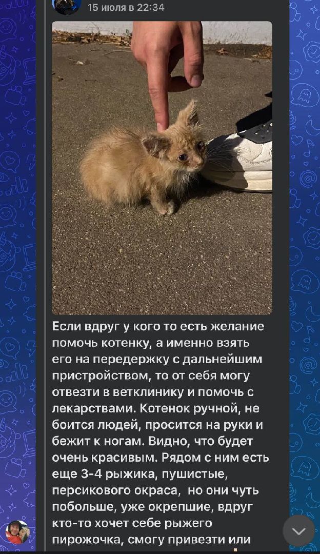 серебряные пруды, спасение бездомных животных,