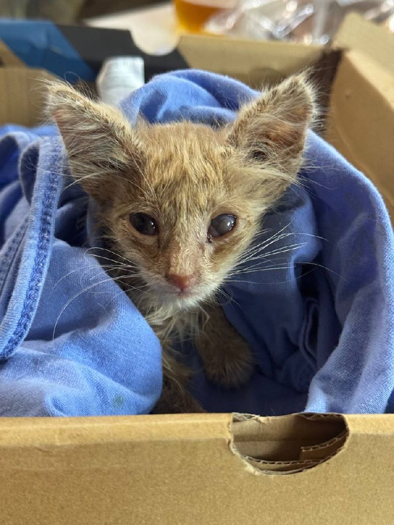 серебряные пруды, спасение бездомных животных,