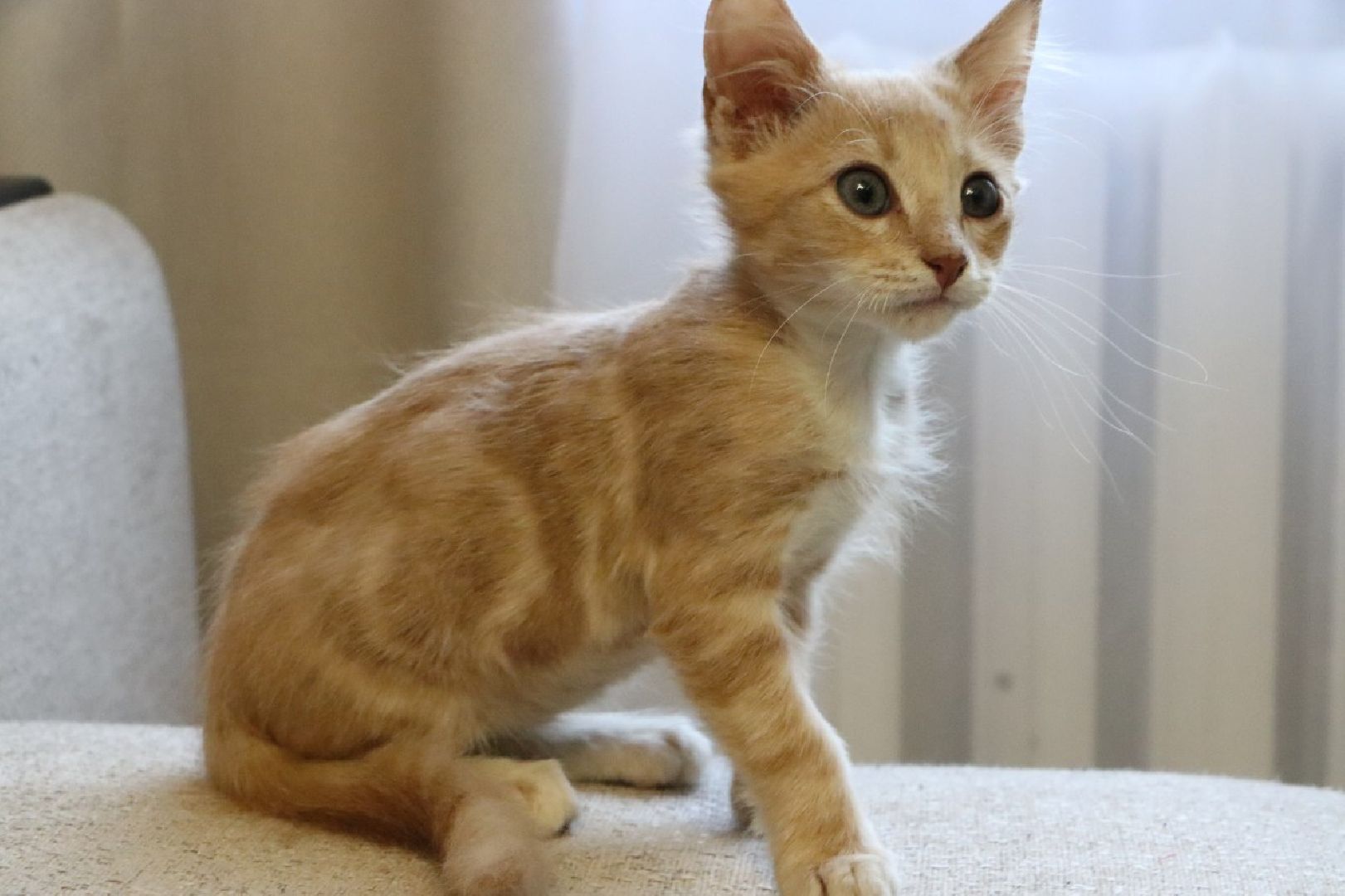 серебряные пруды, спасение бездомных животных,