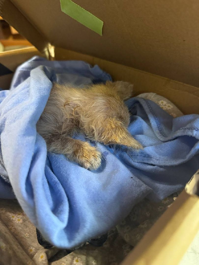 серебряные пруды, спасение бездомных животных,