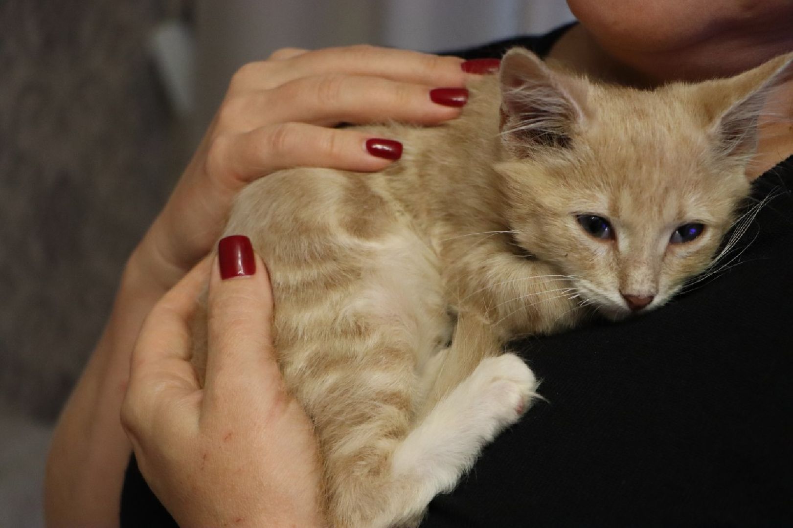 серебряные пруды, спасение бездомных животных,