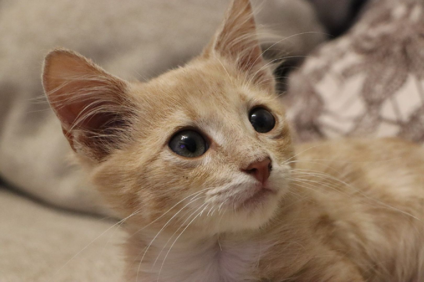 серебряные пруды, спасение бездомных животных,