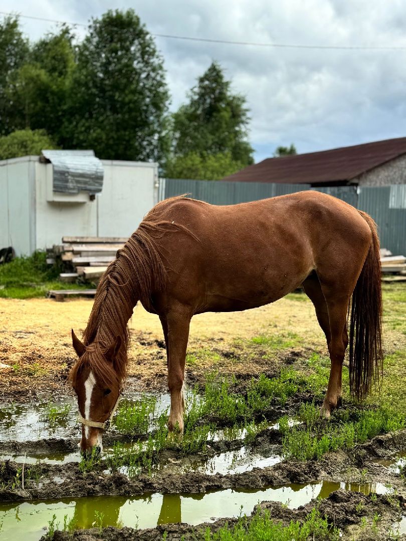 шаховская, приют бездомных животных, приют для бездомных животных, приют для животных, сбор помощи, акция,