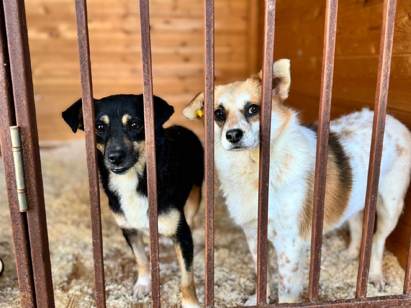 шаховская, приют бездомных животных, приют для бездомных животных, приют для животных, сбор помощи, акция,