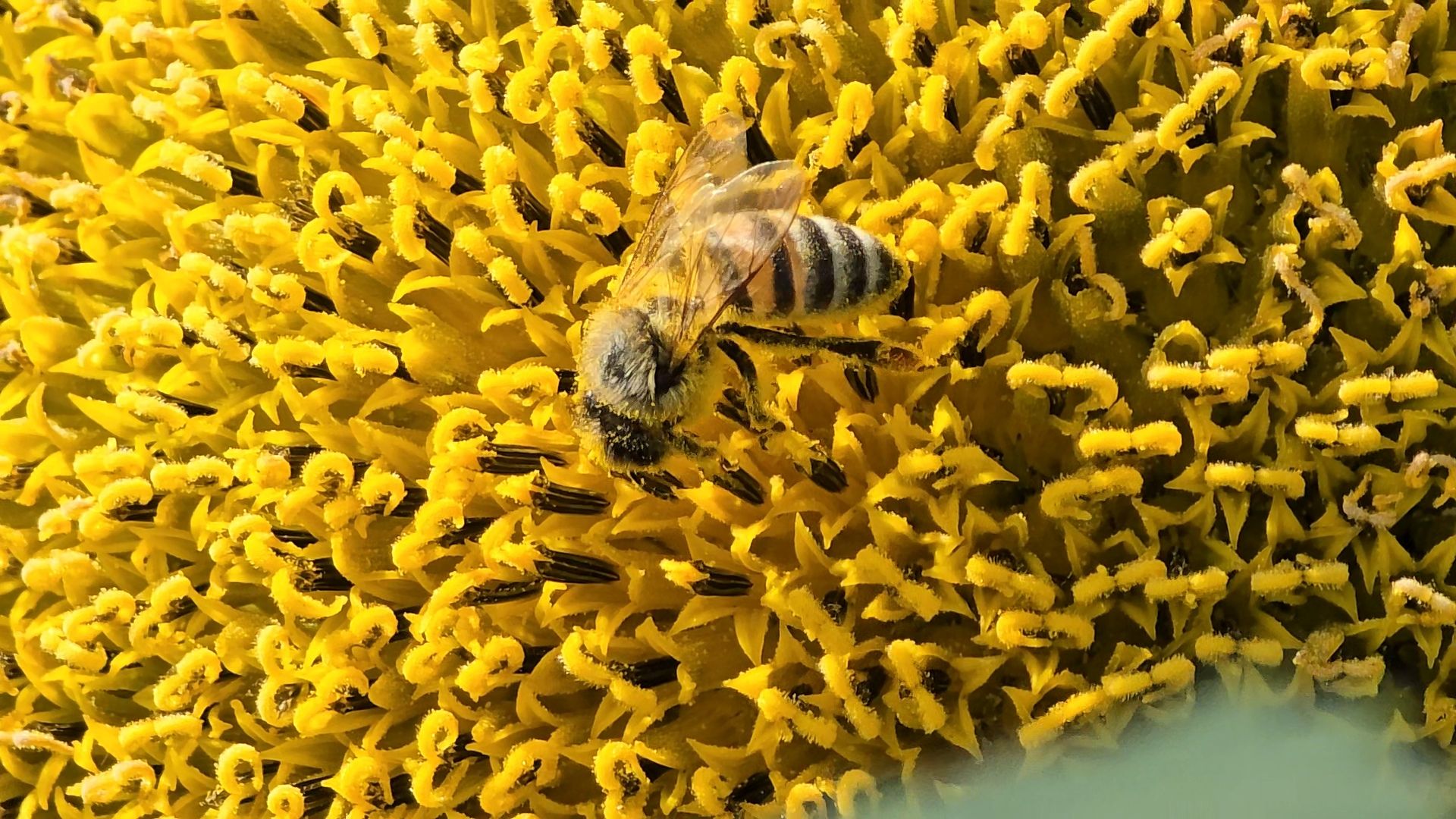 Коломна, Озеры, подсолнечник,