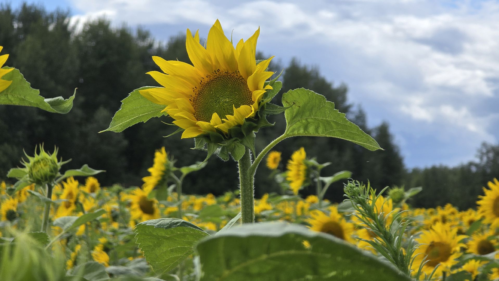 Коломна, Озеры, подсолнечник,