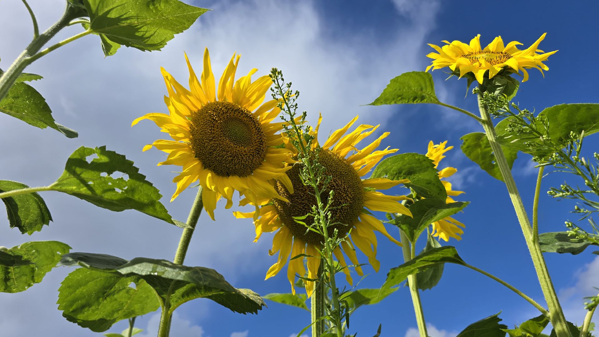 Коломна, Озеры, подсолнечник,