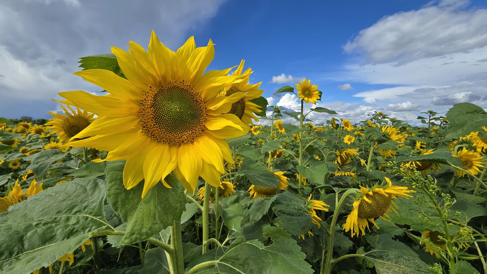 Коломна, Озеры, подсолнечник,
