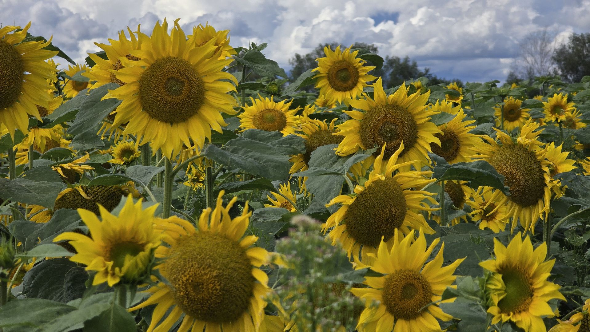 Коломна, Озеры, подсолнечник,