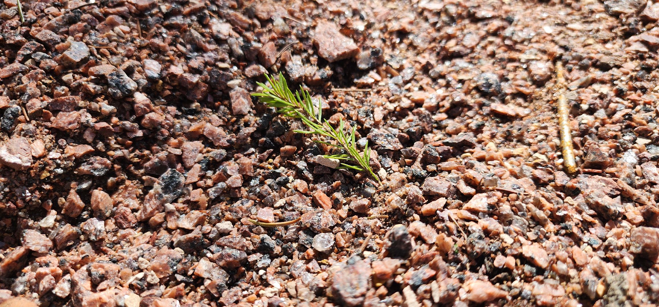 Истра, Лес, Парк, Лесопарк, Благоустройство ,