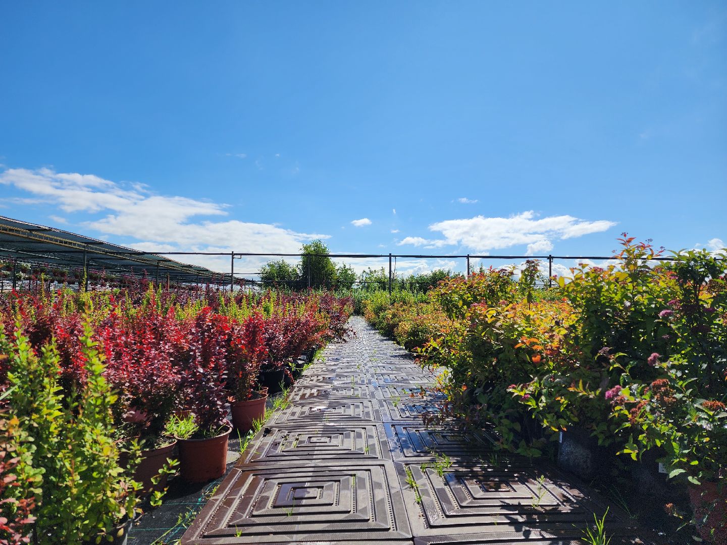 люберцы, сельское хозяйство, вторая международная выставка ассоциации производителей посадочного материала,