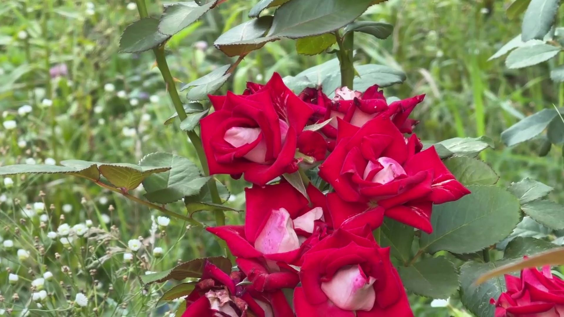 Реутов, клумба, красивый двор, благоустройство,