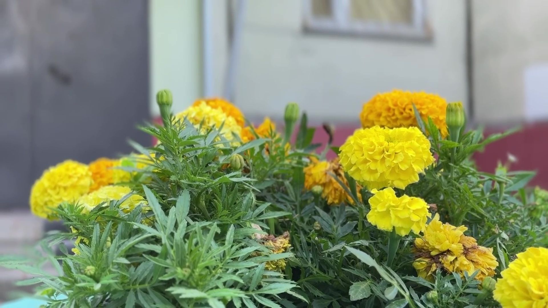 Реутов, клумба, красивый двор, благоустройство,