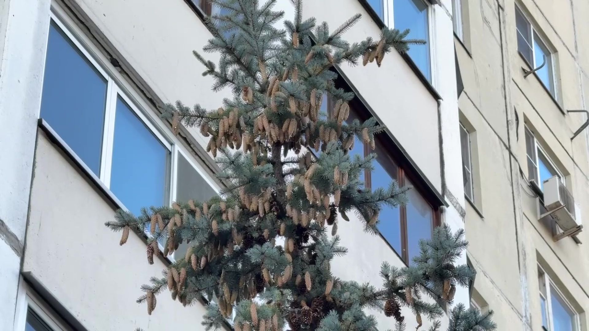 Реутов, клумба, красивый двор, благоустройство,