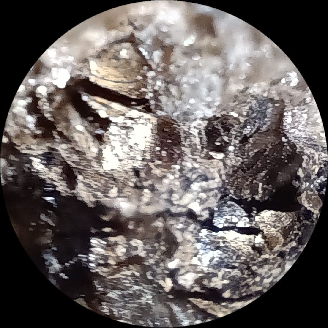 клин, золото, общество, волонтеры, туризм, подмосковье,