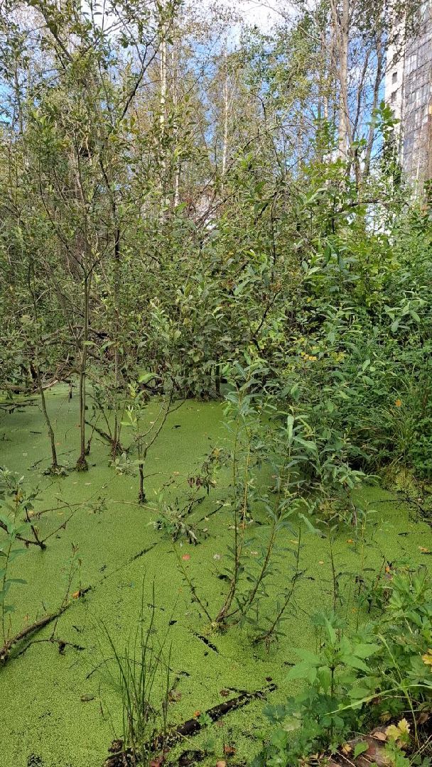 ногинск, выездная администрация, жители, власть, жкх, благоустройство,