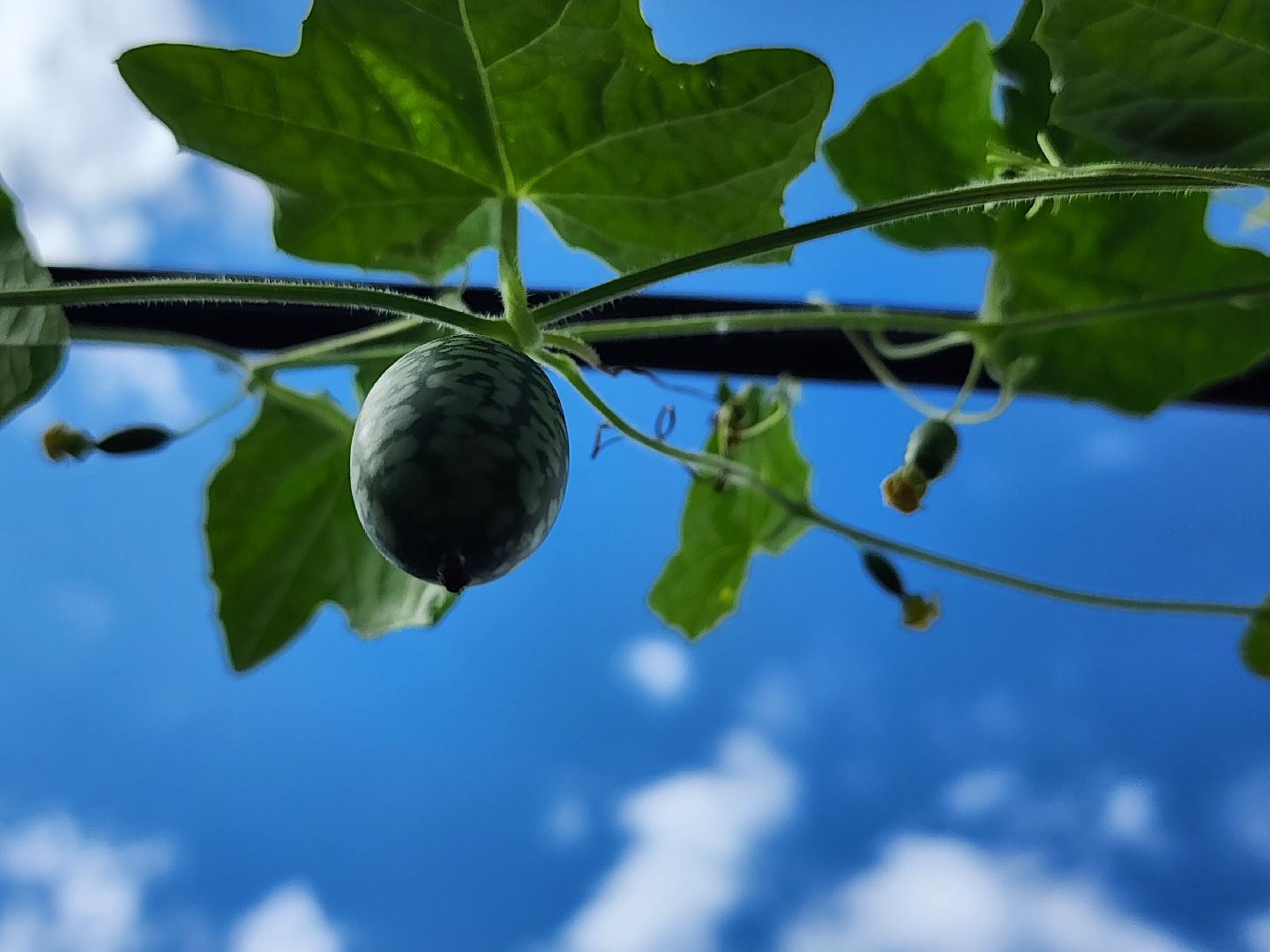 садоводство, мелотрия,  дачный сезон, старая купавна, богородский городской округ,