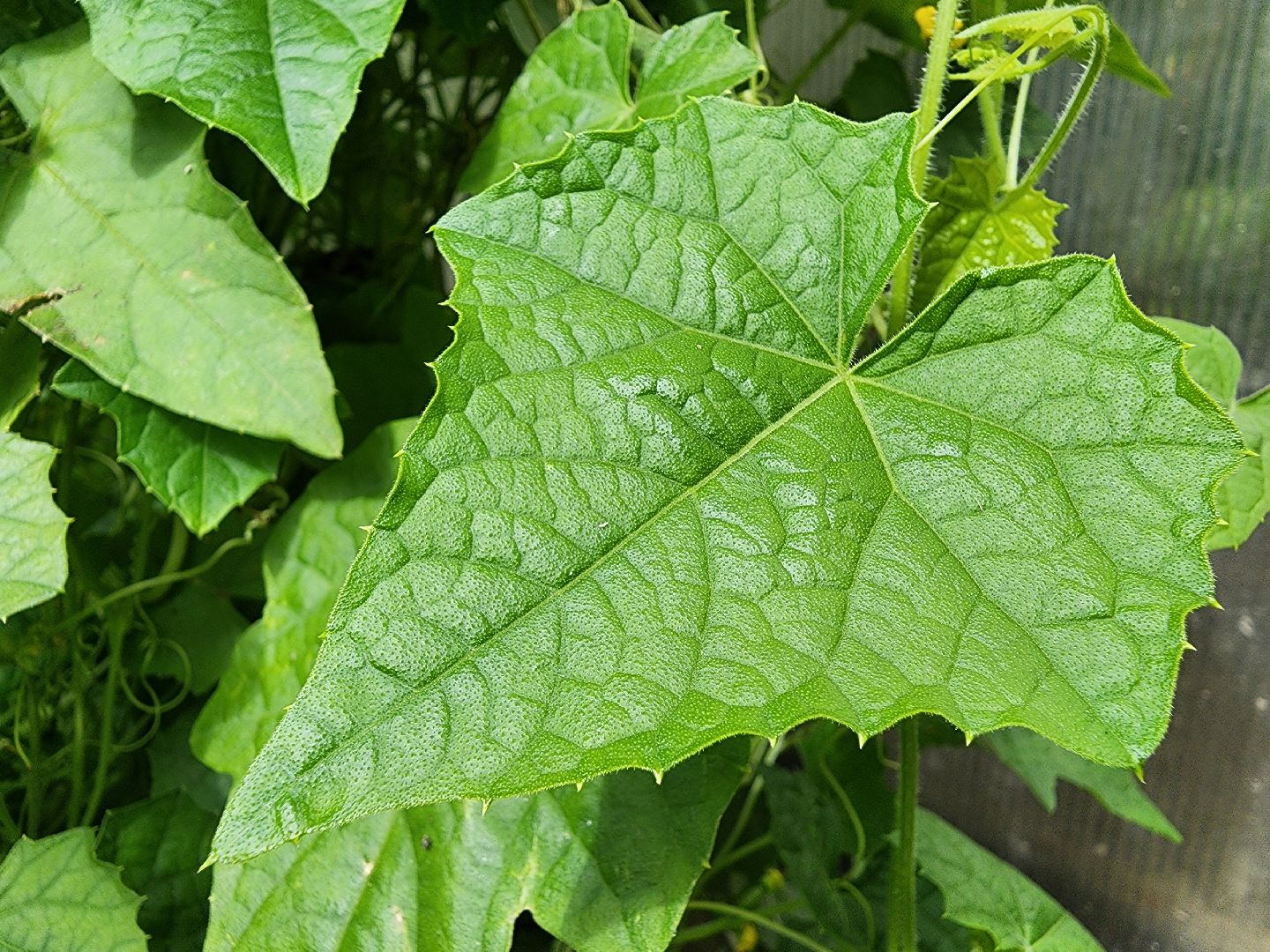 садоводство, мелотрия,  дачный сезон, старая купавна, богородский городской округ,