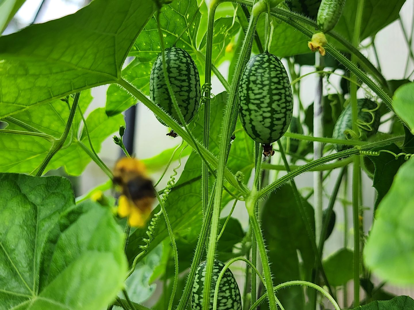 садоводство, мелотрия,  дачный сезон, старая купавна, богородский городской округ,