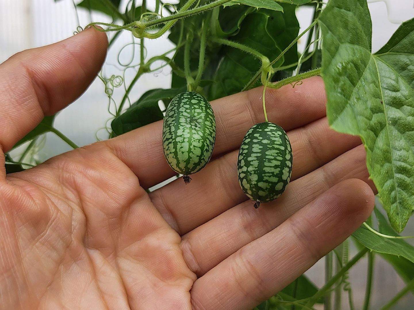 садоводство, мелотрия,  дачный сезон, старая купавна, богородский городской округ,