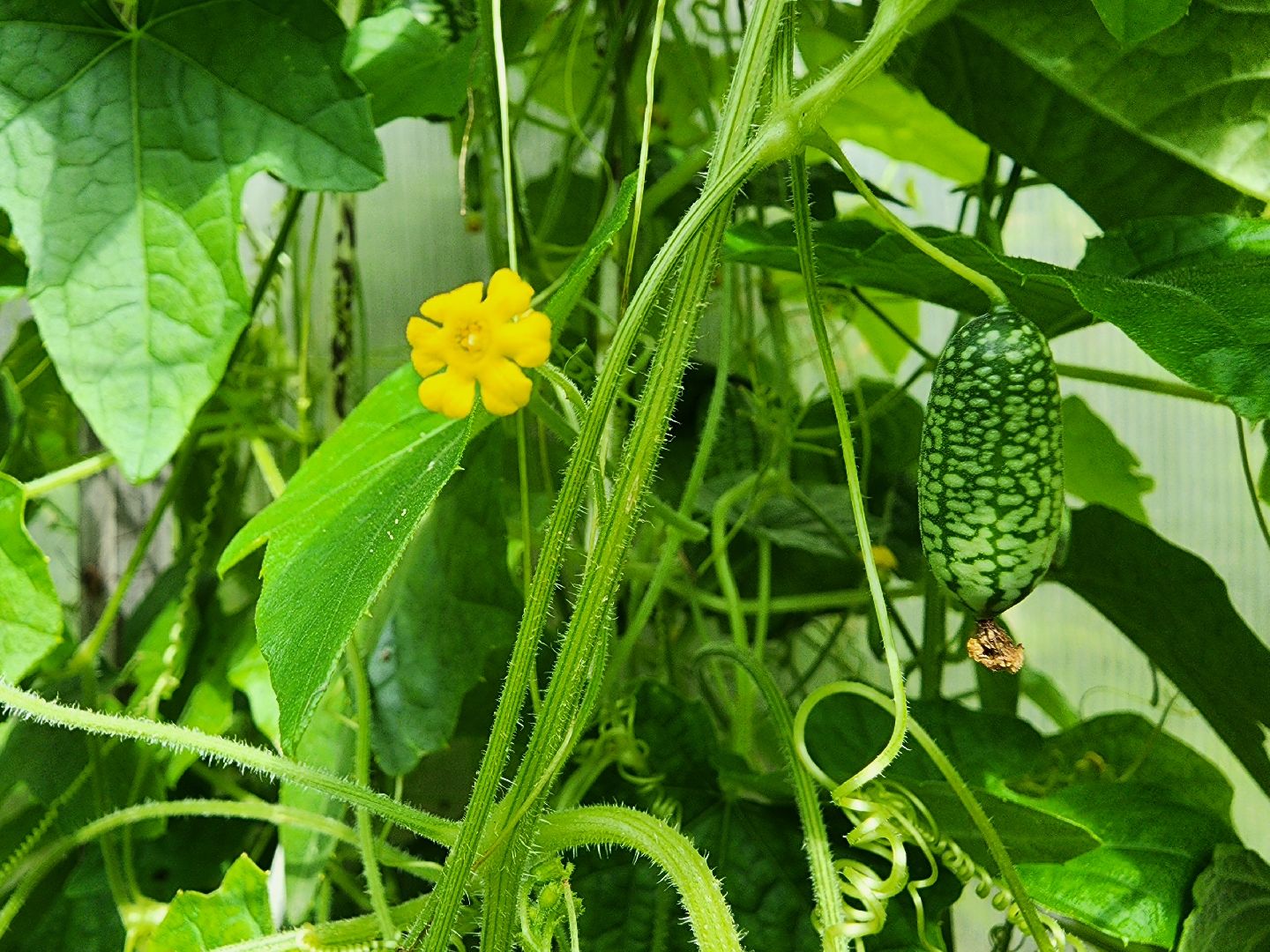 садоводство, мелотрия,  дачный сезон, старая купавна, богородский городской округ,