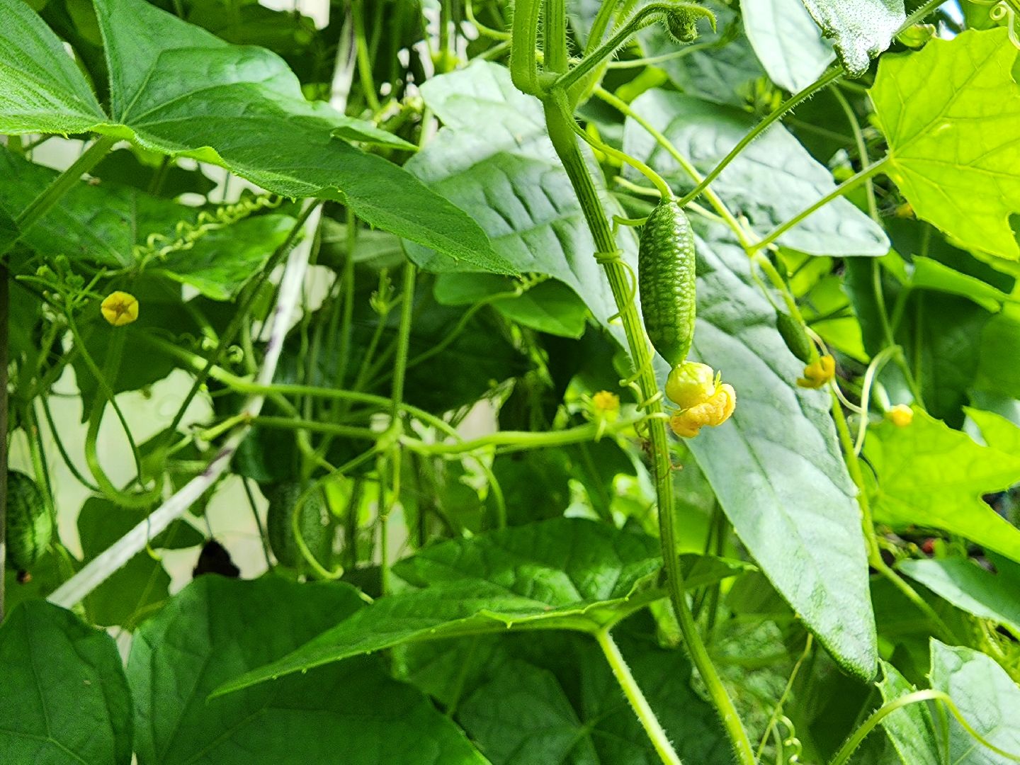 садоводство, мелотрия,  дачный сезон, старая купавна, богородский городской округ,