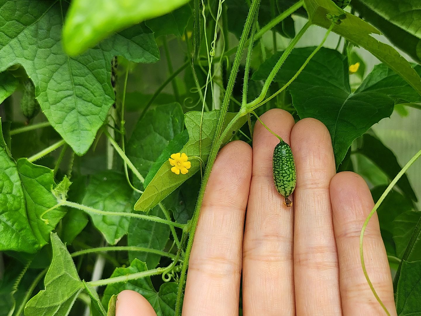 садоводство, мелотрия,  дачный сезон, старая купавна, богородский городской округ,