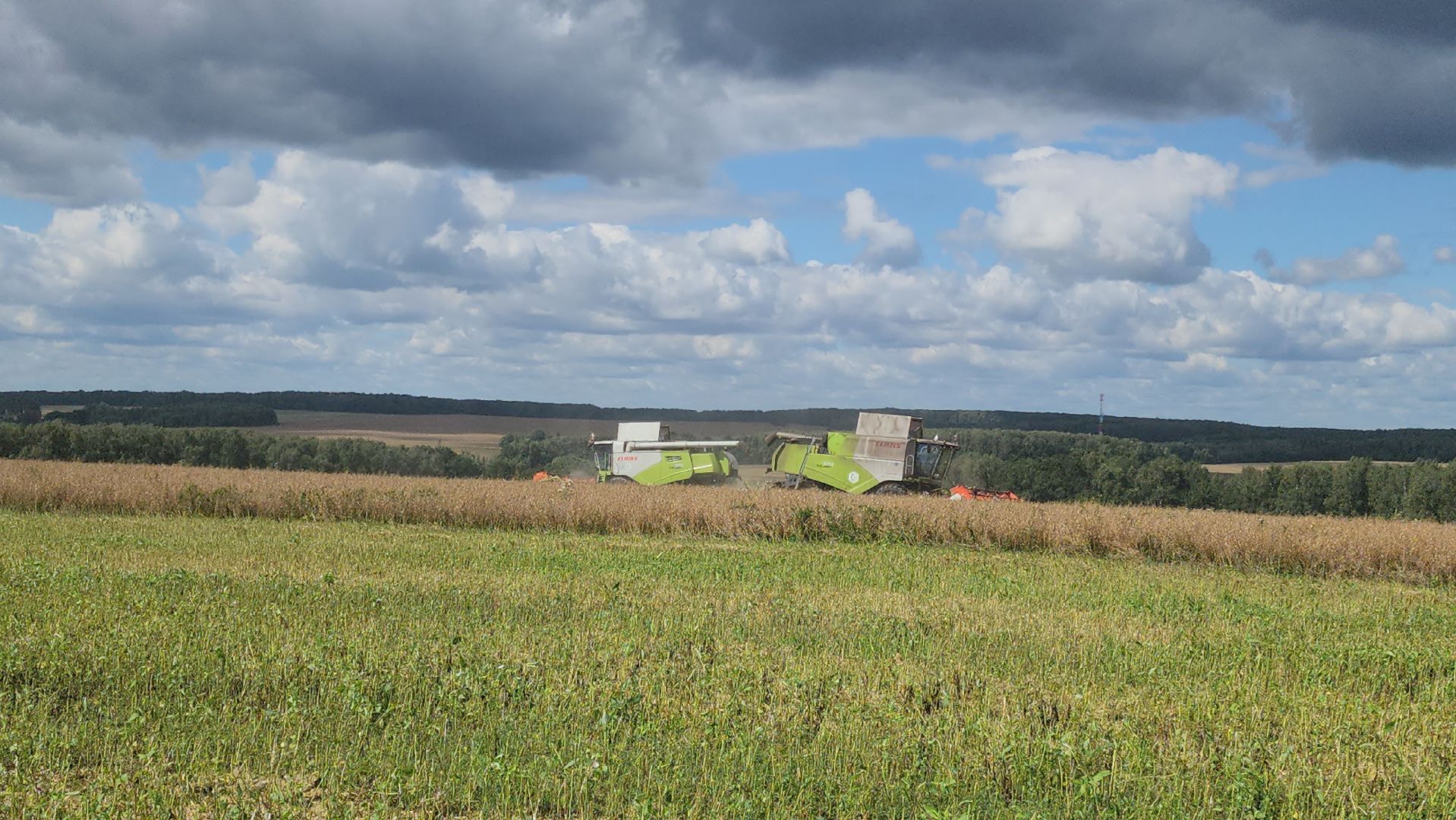 Зарайск, Сельское хозяйство, Уборочная кампания, Туламашагро, Уборка рапса в Зарайске,