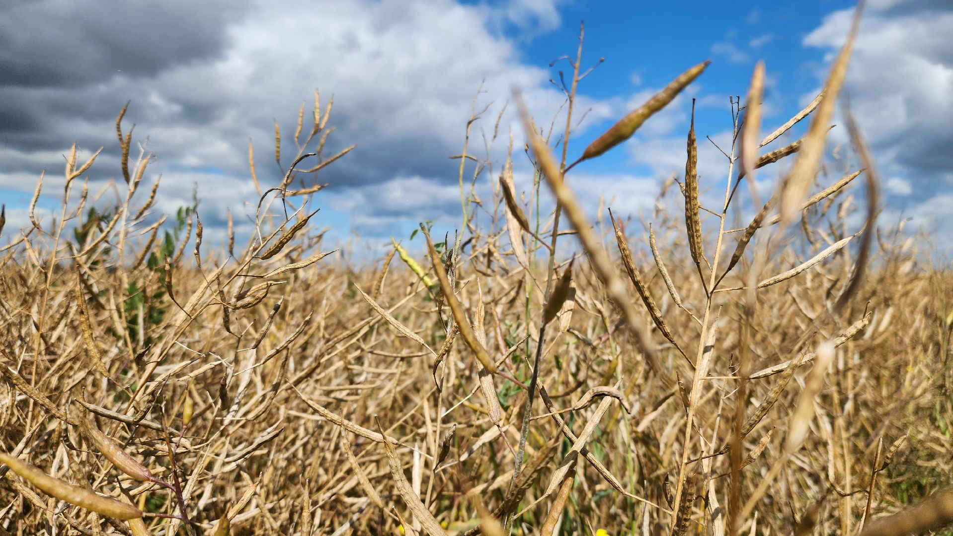Зарайск, Сельское хозяйство, Уборочная кампания, Туламашагро, Уборка рапса в Зарайске,